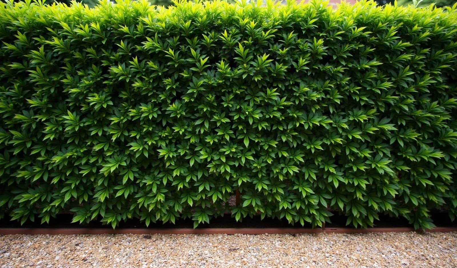 Face d'une haie taillée à plat, feuillage dense du sol au sommet, gravier au premier plan